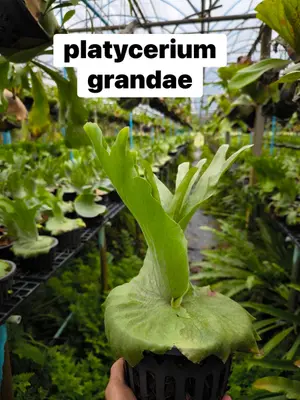 Platycerium Grandae — rare Platycerium plant from Thailand