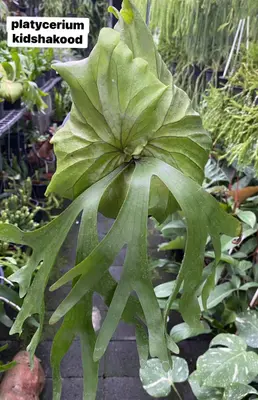 Platycerium Kidchakood — rare Platycerium plant from Thailand