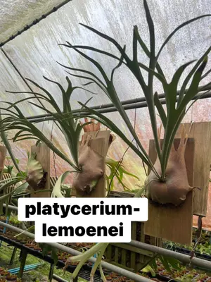 Platycerium Lemoenei — rare Platycerium plant from Thailand