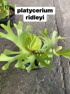 Platycerium Ridleyi — rare Platycerium plant from Thailand