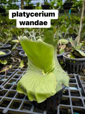 Platycerium Wandae — rare Platycerium plant from Thailand