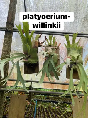 Platycerium Willinkii — rare Platycerium plant from Thailand