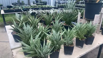 Sansevieria Amorest — rare Sansevieria plant from Thailand