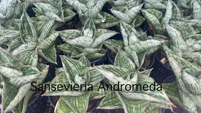 Sansevieria Andromeda — rare Sansevieria plant from Thailand