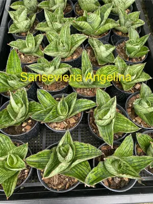 Sansevieria Angelina — rare Sansevieria plant from Thailand