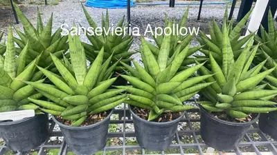 Sansevieria Apollow — rare Sansevieria plant from Thailand
