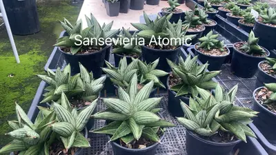 Sansevieria Atomic — rare Sansevieria plant from Thailand
