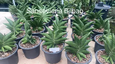 Sansevieria Bilbao — rare Sansevieria plant from Thailand