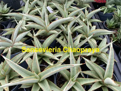 Sansevieria Chaopraya — rare Sansevieria plant from Thailand