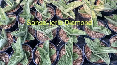 Sansevieria Diamond — rare Sansevieria plant from Thailand