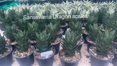 Sansevieria Dragon Scales — rare Sansevieria plant from Thailand