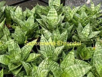 Sansevieria Ehrendel — rare Sansevieria plant from Thailand