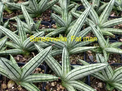 Sansevieria Fat Man — rare Sansevieria plant from Thailand