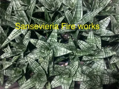 Sansevieria Fire Works — rare Sansevieria plant from Thailand