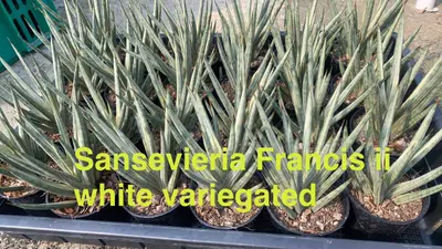 Sansevieria Francisii White Variegated — rare Sansevieria plant from Thailand