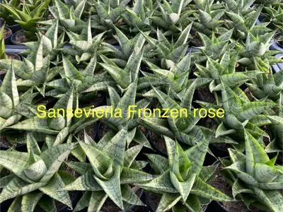 Sansevieria Frozen Rose — rare Sansevieria plant from Thailand