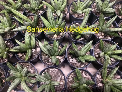 Sansevieria Hedgehog — rare Sansevieria plant from Thailand