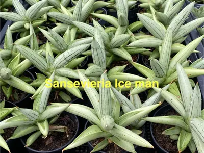 Sansevieria Ice Man — rare Sansevieria plant from Thailand