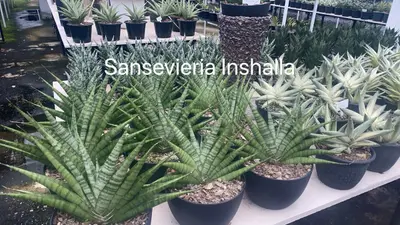 Sansevieria Inshalla — rare Sansevieria plant from Thailand