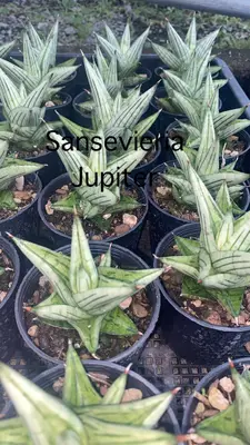 Sansevieria Jupiter — rare Sansevieria plant from Thailand