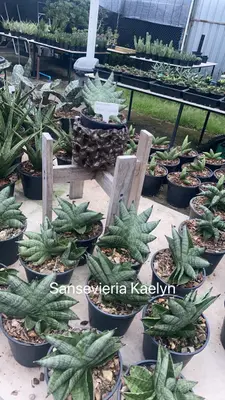 Sansevieria Kaelyn — rare Sansevieria plant from Thailand