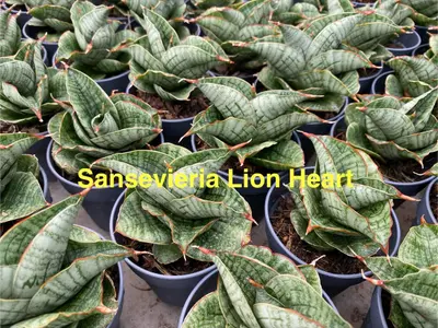 Sansevieria Lion Heart — rare Sansevieria plant from Thailand