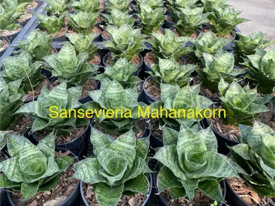 Sansevieria Mahanakorn — rare Sansevieria plant from Thailand