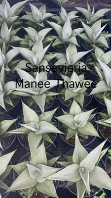 Sansevieria Manee Thawee — rare Sansevieria plant from Thailand