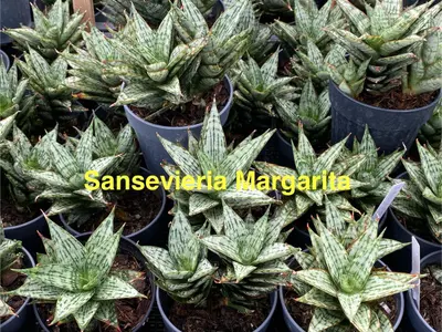 Sansevieria Margarita — rare Sansevieria plant from Thailand