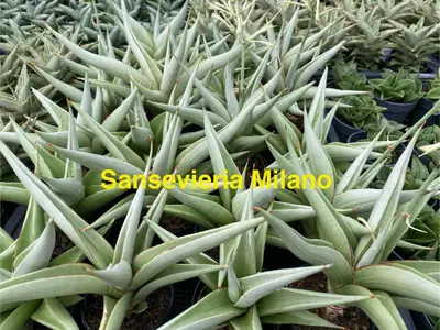 Sansevieria Milano — rare Sansevieria plant from Thailand