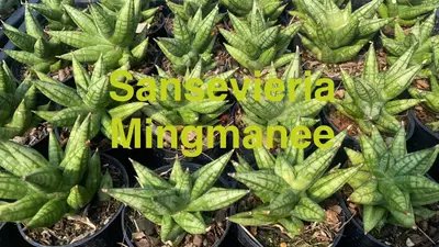 Sansevieria Mingmanee — rare Sansevieria plant from Thailand