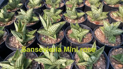 Sansevieria Mini Rose — rare Sansevieria plant from Thailand