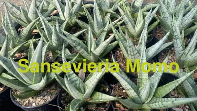 Sansevieria Momo — rare Sansevieria plant from Thailand