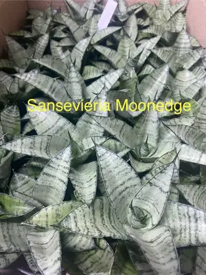 Sansevieria Moonedge — rare Sansevieria plant from Thailand