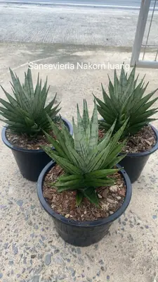 Sansevieria Nakorn luang — rare Sansevieria plant from Thailand