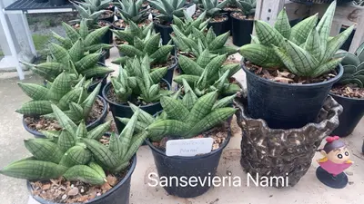 Sansevieria Nami — rare Sansevieria plant from Thailand