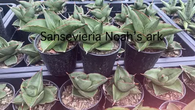 Sansevieria Noah's Ark — rare Sansevieria plant from Thailand