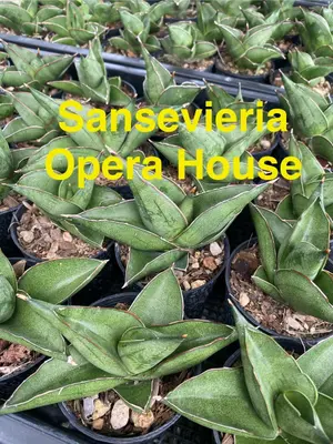 Sansevieria Opera House — rare Sansevieria plant from Thailand