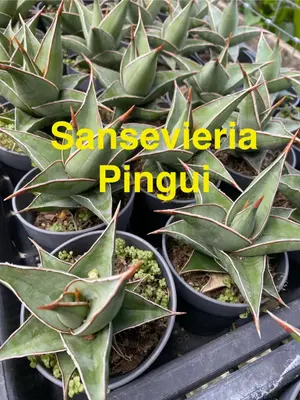 Sansevieria Pingui — rare Sansevieria plant from Thailand