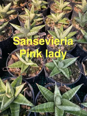 Sansevieria Pink Lady — rare Sansevieria plant from Thailand
