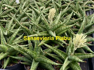 Sansevieria Plabu — rare Sansevieria plant from Thailand