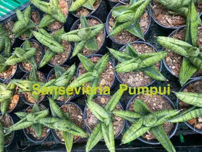 Sansevieria Pumpui — rare Sansevieria plant from Thailand
