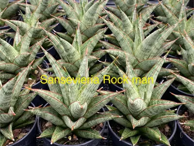Sansevieria Rock Man — rare Sansevieria plant from Thailand