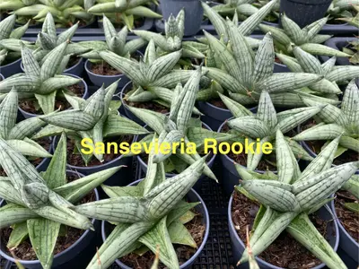 Sansevieria Rookie — rare Sansevieria plant from Thailand