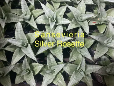 Sansevieria Silver Rosette — rare Sansevieria plant from Thailand