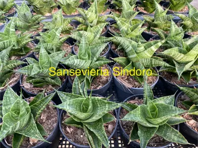 Sansevieria Sindoro — rare Sansevieria plant from Thailand