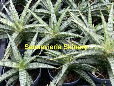 Sansevieria Skinary — rare Sansevieria plant from Thailand