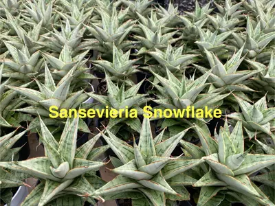 Sansevieria Snowflake — rare Sansevieria plant from Thailand