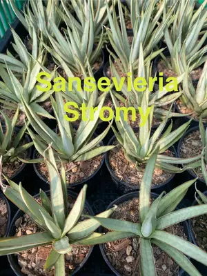 Sansevieria Stormy — rare Sansevieria plant from Thailand
