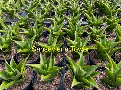 Sansevieria Tower — rare Sansevieria plant from Thailand